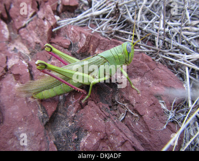 Große grüne Heuschrecke Grand Canyon Arizona Stockfoto