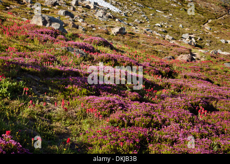 OREGON - bunte Wiese von Heidekraut und Pinsel entlang der McNeil Point Trail in die Mount Hood Wilderness Area. Stockfoto