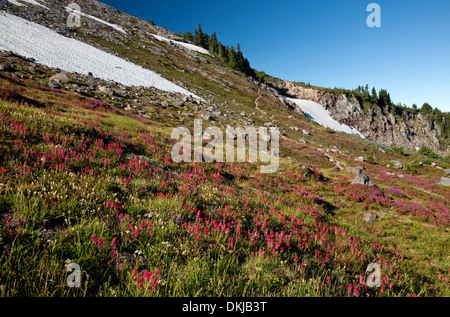 OREGON - bunte Wiese von Heidekraut und Pinsel entlang der McNeil Point Trail in die Mount Hood Wilderness Area. Stockfoto