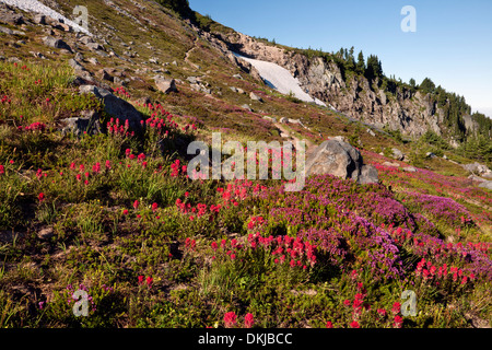 OREGON - bunte Wiese von Heidekraut und Pinsel entlang der McNeil Point Trail in die Mount Hood Wilderness Area. Stockfoto