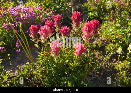 OREGON - bunte Pinsel und Heather auf einer Wiese entlang der McNeil Point Trail in die Mount Hood Wilderness Area. Stockfoto