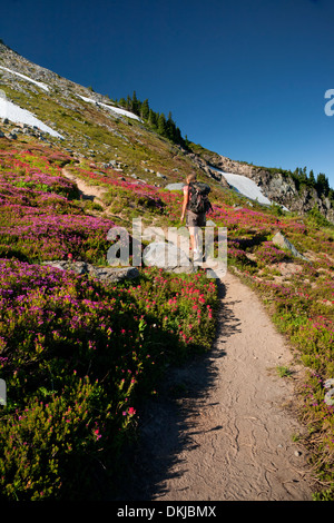 OREGON - Wanderer vorbei an bunten Pinsel und Heather auf einer Wiese entlang McNeil Point Trail in der Mount Hood Wildnis Stockfoto