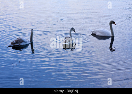 Drei Schwäne in Folge schwimmen über Clatto Country Park Teich an einem kalten und eisigen Wintertag in städtischen Dundee, Großbritannien Stockfoto