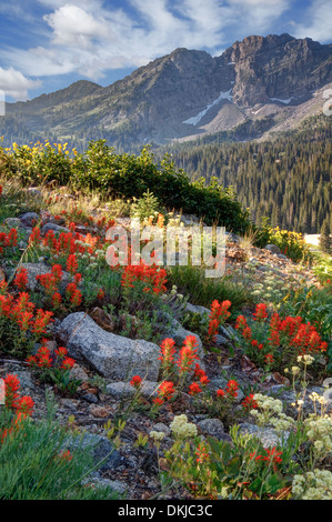 Beginn der Wildblumen Saison in Albion Becken über Alta Utah in Little Cottonwood Canyon der Wasatch Berge. Indische Farbe Stockfoto