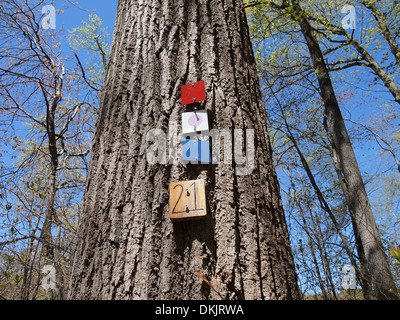 Trail Marker genagelt, Baum am Cranberry Lake Preserve, New York, USA, 3. Mai 2013, © Katharine Andriotis Stockfoto