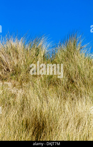Dünengebieten Grass Ammophila auf Sanddünen am Strand auf der Insel Coll Inneren Hebriden Argyll und Bute Scotland UK Stockfoto