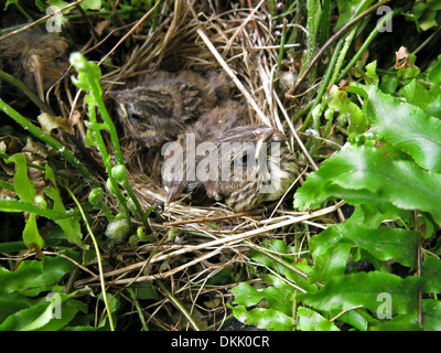 Spatz Baby Vögel nisten Jungvögel Notgroschen Küken Stockfoto