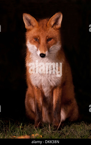 Urban Fuchs Nachtaufnahme Stockfoto