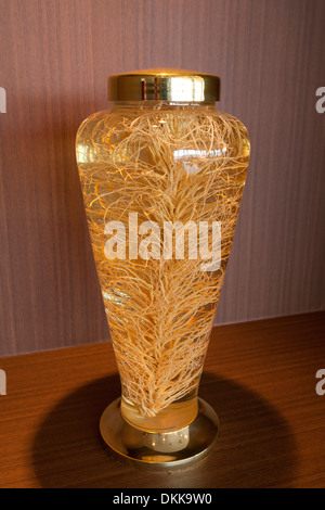 Insamju - traditionelle koreanische medizinischen Alkohol gemacht mit Ginseng - Seoul, Südkorea Stockfoto