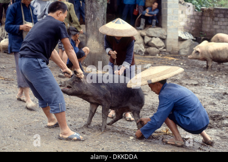 Drei Männer kooperieren zu kontrollieren das Schwein, die sie gerade aus dem Tiermarkt in der Provinz Hunan, China gekauft Stockfoto