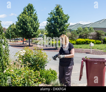 Ältere weibliche Gärtner Leerguttätigkeit Rosen Stockfoto