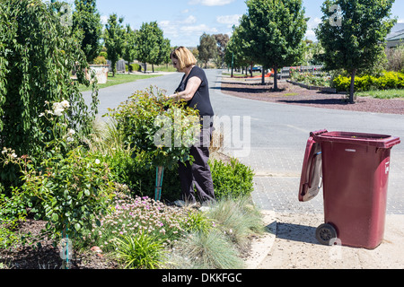 Ältere weibliche Gärtner Leerguttätigkeit Rosen Stockfoto