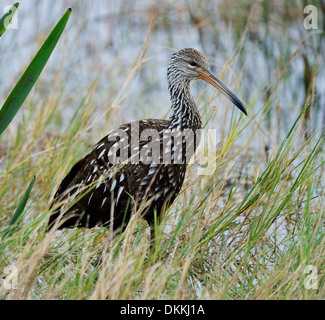 Limpkin Vogel Fütterung In den frühen Morgenstunden Stockfoto