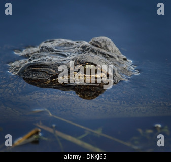 Alligator-Kopf im Wasser, Nahaufnahme Stockfoto