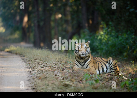 Dominante männliche Königstiger genannt Munna sitzen von einem Fahrzeug zu verfolgen, an einem Wintermorgen in Kanha Tiger Reserve, Indien Stockfoto