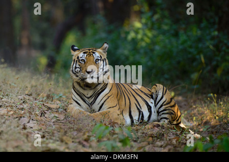 Dominante männliche Tiger namens Munna Standortwahl durch einen Fahrzeug-Track in Kanha Tiger Reserve, Indien Stockfoto