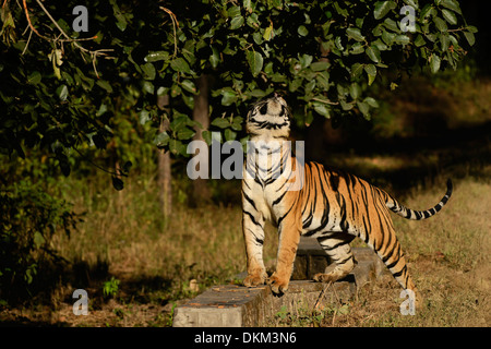 Dominante männliche Tiger namens Munna riechende Blätter in Kanha Tiger Reserve, Indien. Stockfoto