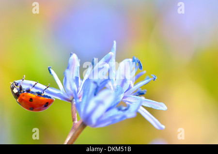 Marienkäfer auf Blume im Frühling Stockfoto