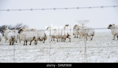 Eine Herde Schafe im Schnee im Winter auf Exmoor, Großbritannien Stockfoto