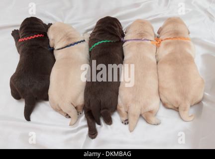 5 Labrador Retriever Welpen (eine Woche alt) Stockfoto