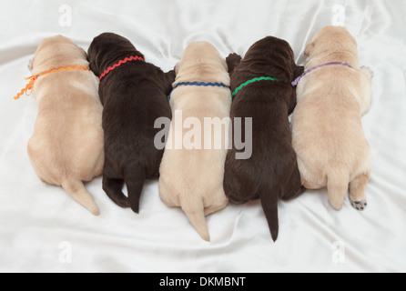 5 Labrador Retriever Welpen (eine Woche alt) Stockfoto