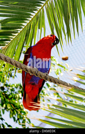 Edelpapagei (Eclectus Roratus) sitzt auf einem Seil. Stockfoto