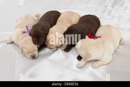 sieben Labrador Retriever Welpen (eine Woche alt) Stockfoto
