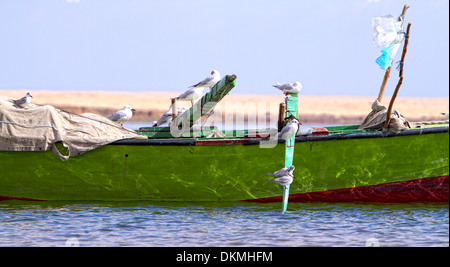 Möwen auf einem Fischerboot in einem See in Fayoum westlich von Cairo. Stockfoto