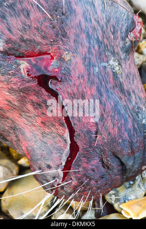 Heacham, Norfolk, Großbritannien. 7. Dezember 2013. Im Anschluss an die Flutwelle ist ein toter Siegel an Heacham Strand in Norfolk, Großbritannien angespült. Bildnachweis: Stuart Aylmer/Alamy Live-Nachrichten Stockfoto