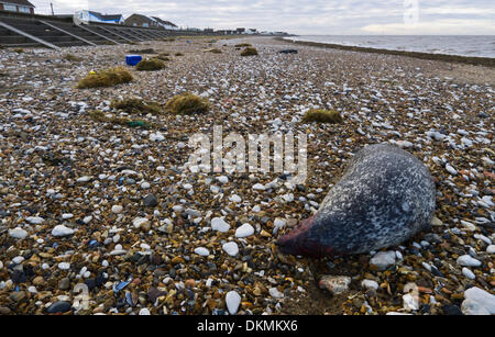 Heacham, Norfolk, Großbritannien. 7. Dezember 2013. Im Anschluss an die Flutwelle ist ein toter Siegel an Heacham Strand in Norfolk, Großbritannien angespült. Bildnachweis: Stuart Aylmer/Alamy Live-Nachrichten Stockfoto