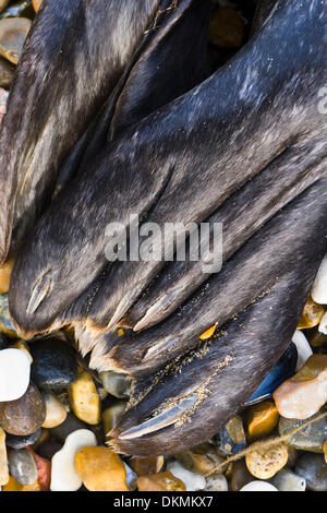 Heacham, Norfolk, Großbritannien. 7. Dezember 2013. Im Anschluss an die Flutwelle ist ein toter Siegel an Heacham Strand in Norfolk, Großbritannien angespült. Bildnachweis: Stuart Aylmer/Alamy Live-Nachrichten Stockfoto