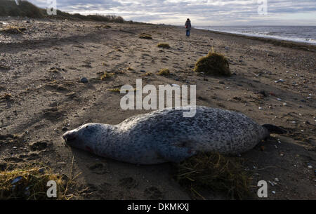 Heacham, Norfolk, Großbritannien. 7. Dezember 2013. Im Anschluss an die Flutwelle ist ein toter Siegel an Heacham Strand in Norfolk, Großbritannien angespült. Bildnachweis: Stuart Aylmer/Alamy Live-Nachrichten Stockfoto