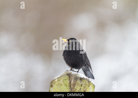 Die gemeinsame Amsel Turdus Merula ist eine Art von echten Soor. Es wird auch als eurasische Amsel Stockfoto