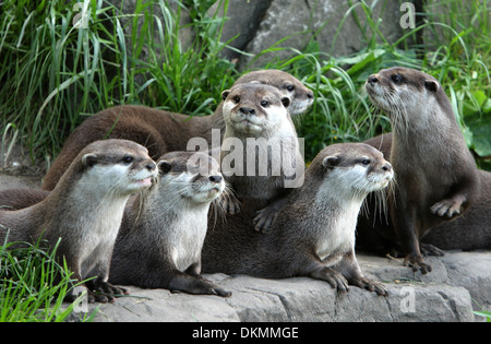 sechs Otter Stockfoto