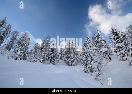 Winterlandschaft in den Alpen nach Schneefällen. Weitwinkeleinstellung von Lärchen, die unter dem Schnee in einem gefrorenen Umfeld Stockfoto