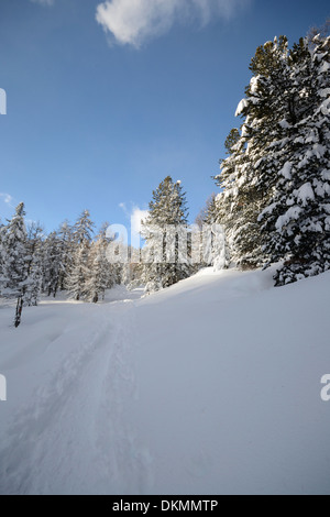 Winterlandschaft in den Alpen nach Schneefällen. Weitwinkeleinstellung von Lärchen, die unter dem Schnee in einem gefrorenen Umfeld Stockfoto