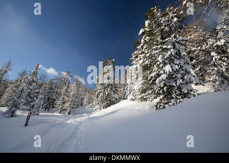 Winterlandschaft in den Alpen nach Schneefällen. Weitwinkeleinstellung von Lärchen, die unter dem Schnee in einem gefrorenen Umfeld Stockfoto