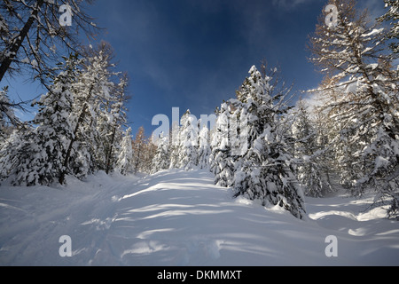 Winterlandschaft in den Alpen nach Schneefällen. Weitwinkeleinstellung von Lärchen, die unter dem Schnee in einem gefrorenen Umfeld Stockfoto