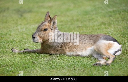 Mara auf der Wiese liegend Stockfoto