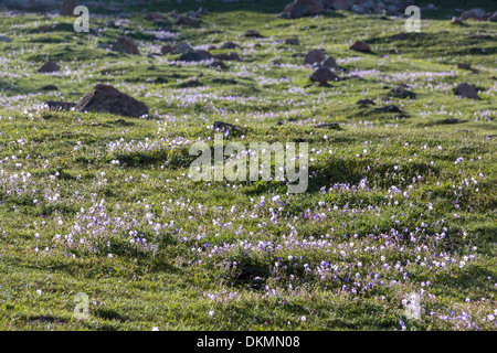 Kleine lila Blüten Stockfoto