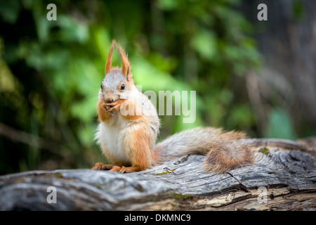 Niedliche Eichhörnchen Essen Nuss Stockfoto