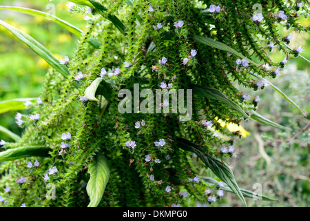 Riesige Viper's Bugloss Echium Pininana Baum Echium Blume Spitze Turm Stockfoto