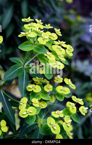 Euphorbia Excalibur Froeup Wolfsmilch Milkweeds gelbe Blumen Laub Blätter Pflanze Porträts Stauden Stockfoto