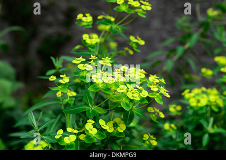 Euphorbia Excalibur Froeup Wolfsmilch Milkweeds gelbe Blumen Laub Blätter Pflanze Porträts Stauden Stockfoto