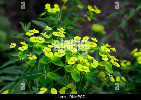 Euphorbia Excalibur Froeup Wolfsmilch Milkweeds gelbe Blumen Laub Blätter Pflanze Porträts Stauden Stockfoto