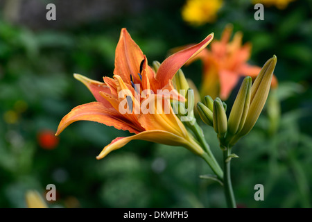 Hemerocallis Fulva orange Kwanso Blume Blüte blühenden Taglilien Taglilien Taglilie mehrjährige Stockfoto