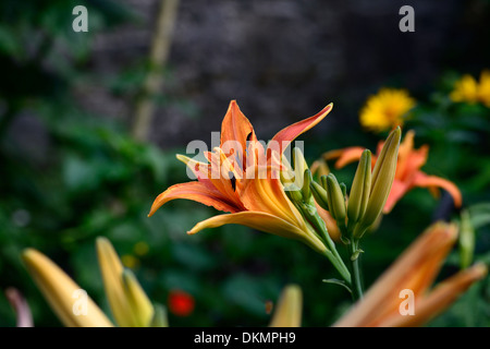 Hemerocallis Fulva orange Kwanso Blume Blüte blühenden Taglilien Taglilien Taglilie mehrjährige Stockfoto