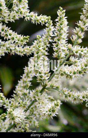 Veratrum Album Germer Europäische Weiße Nieswurz Creme weiße Pflanze Porträts Blumen Closeup selektiven Fokus Sommer Stockfoto