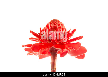 Tropische Blume rote Fackel Ingwer (Etlingera Elatior oder Zingiberaceae), isoliert auf weißem Hintergrund Stockfoto