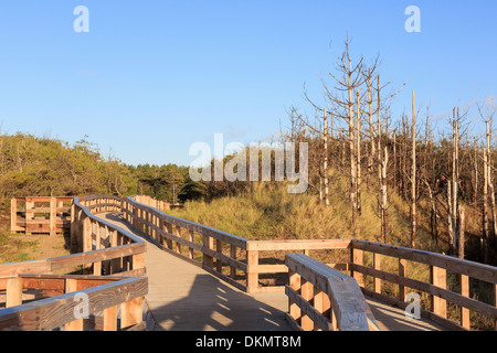 Neuen Holzsteg führt vom Strand zum Parkplatz in Newborough Wald, Isle of Anglesey, North Wales, UK, Großbritannien Stockfoto